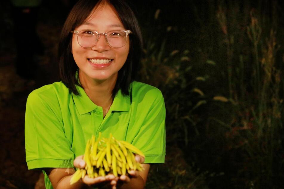 “黄色风暴”来袭：传统黄花菜产业与现代科技的强烈碰撞