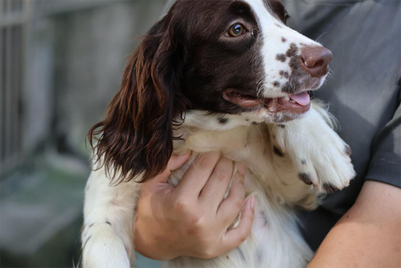 关爱警犬健康，践行青春使命