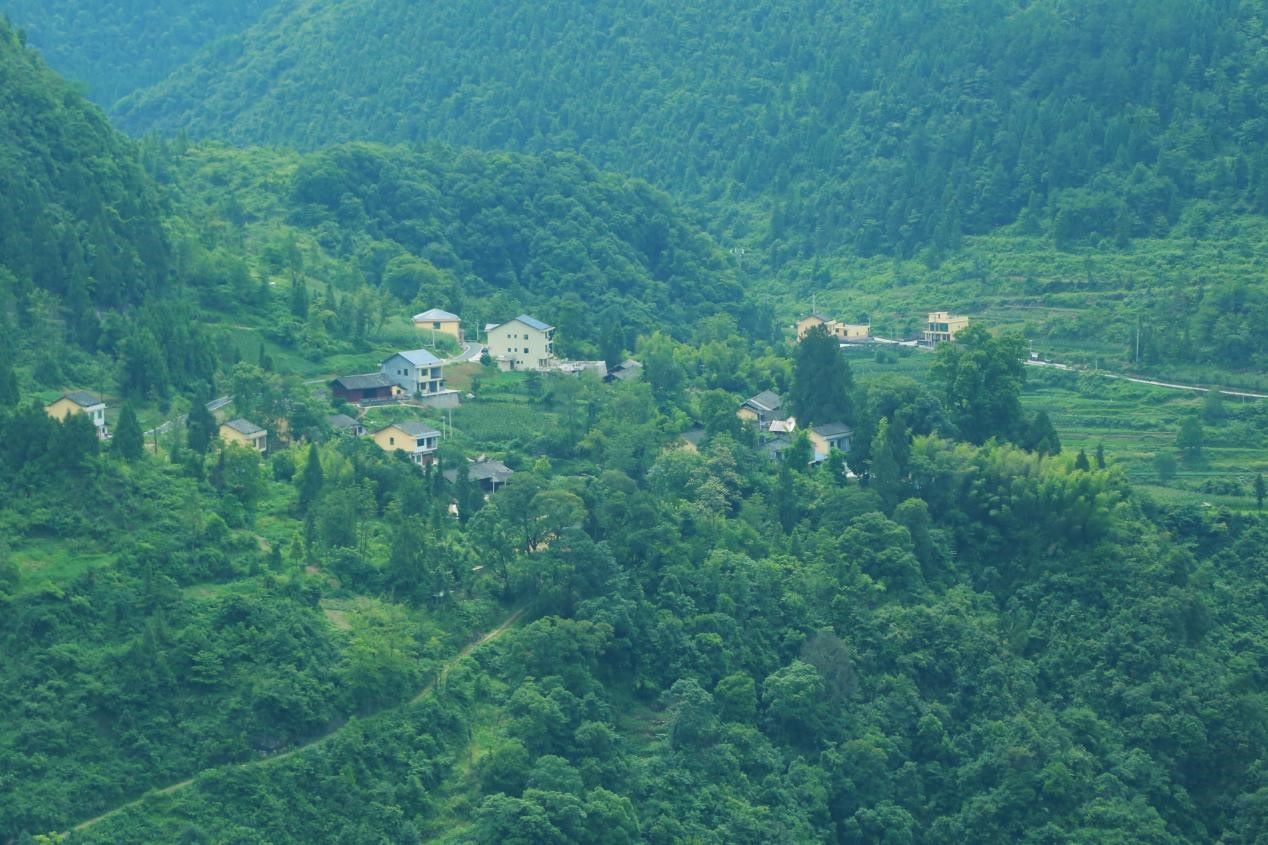 三下乡Day2|满山银花润万家，绿水青山在坝芒