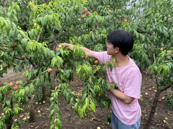 大学生下乡助农，桃香四溢暖人心