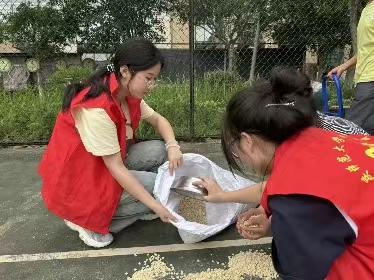 青春力量聚空地，齐心收集玉米粒