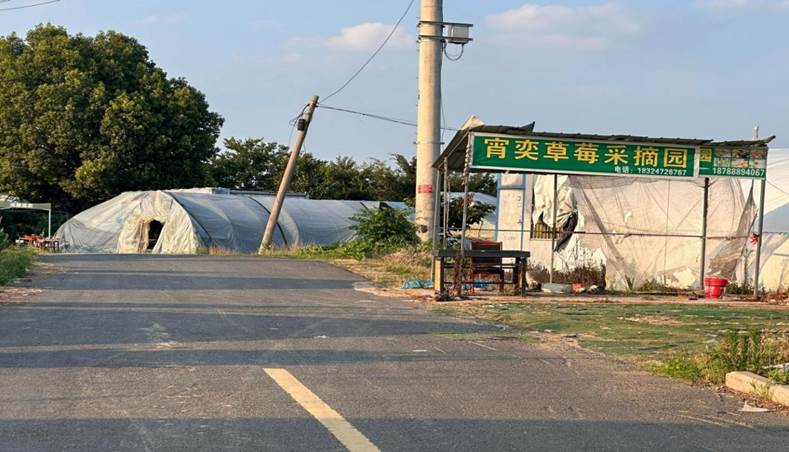 安工大学子三下乡：赴长丰县草莓种植基地纪实——探索草莓种植奥秘，践行实践求知精神